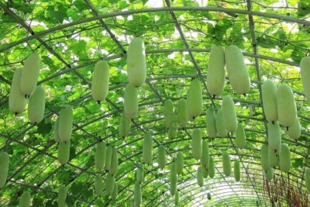 Winter Melon Soup (duong Qua Tong) 